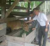 Peternak Asian Agri Sumringah, Idul Adha Memberikan Berkah