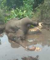 BBKSDA Riau Cari Penyebab Kematian Gajah di Bengkalis