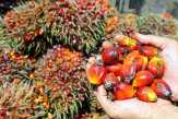 Harga TBS Kelapa Sawit di Riau Pekan Ini Naik