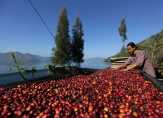 Koperasi Menjadi Sentra Bisnis Petani Kopi