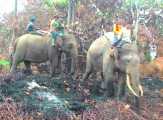 Pasukan Gajah Dilibatkan untuk Memadamkan Sisa Api di Hutan TNTN Pelalawan