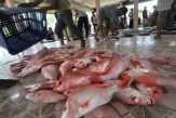 Menikmati Kuliner Ikan Segar di Pesisir Pantai Blanakan