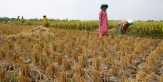 Sampai Akhir Agustus, 30.000 Hektar Sawah Berpotensi Puso