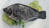 Manfaat Ikan Tilapia bagi Kecukupan Gizi Anak Indonesia