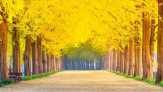 Pulau 'Winter Sonata' di Korea Berubah Rupa Tiap Musim