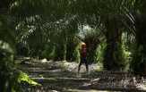 Kasus Alih Fungsi Hutan, Ayah Wagub Sumut Dua Kali Mangkir