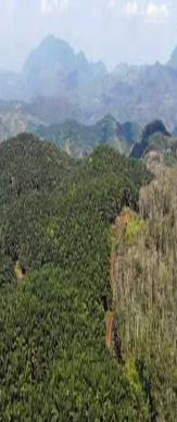 DPN PETIR Mendesak Tindakan Tegas terhadap PT Palm Lestari Makmur yang Diduga Mengelola Lahan Hutan Secara Ilegal	
