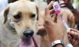Puskeswan Vaksinasi Hewan Penyebar Rabies