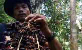 Ribuan petani Riau tanam Jernang karena lebih menguntungkan dari sawit
