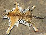2 Warga Inhu Ditangkap Saat Transaksi Kulit Harimau Sumatera Sepanjang 2 Meter