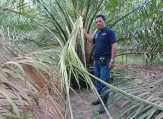 Rusak Kebun Sawit, Gajah Liar Bikin Cemas Warga Cerenti, Kuansing