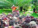 Petani Sawit Menjerit, Perusahaan Harus Terbuka dan Wajib Diawasi