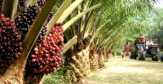 Berikut Hitungan Biaya Replanting Kelapa Sawit di Riau
