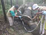 Gajah Sumatera Mati di Lahan Konsesi Arara Abadi