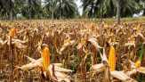 Februari - Maret, Panen Raya Sentra Jagung Nasional Diprediksi Lebih Tinggi
