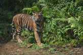 DPRD: Kembalikan Hutan yang Dirambah Ilegal untuk Habitat Hewan
