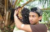 Harga tandan buah segar kelapa sawit Riau naik Rp34,97/kg