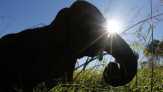 Mengenal Gajah Kerdil dari Borneo