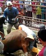 Mau Disembelih, Sapi Kurban di Dumai Malah Banting Tukang Jagalnya