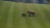Gajah Liar Bersama Anaknya Terekam Masuk Lapangan Golf Chevron di Duri