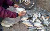 Ribuan Ikan Kali Surabaya Mati, Diduga Terpapar Limbah Pabrik