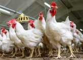 Harga Ayam Ras Naik