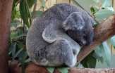 Ratusan Koala Diduga Mati akibat Kebakaran Hutan di Australia