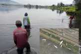 Ikan di Danau Berenang ke Pinggir dan Berubah Jinak, Ini Pertanda Apa?