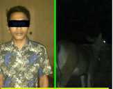 Diduga Curi Sapi, Pemuda Pengangguran di Rohul Ditangkap Polisi