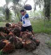 Apkasindo Ajak Petani Bergabung