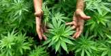 Butuh Penelitian Panjang untuk Teliti Manfaat Ganja bagi Kesehatan