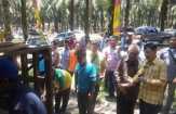 Siak Panen Anak Sapi Bali, Empat Kecamatan Jadi Prioritas Pengembangbiakan