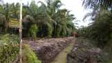 Pohon Sawit Warga Tapung, Kampar Ditumbangi