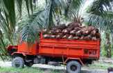 Harga sawit Riau naik Rp31,06 per kilogram