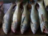 Tak Ada Pasar, Nelayan Meranti Terpaksa Jual Ikan ke Tanjungbalai