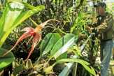 Festival Anggrek Indonesia Digelar di Kew Garden London