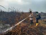 50 Ha Lahan di Inhu Kembali Terbakar