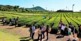 Mencicipi Teh Hijau di Pulau Jeju