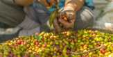 Mari Bersepeda, Terbang, dan Minum Kopi di Ijen Festival 2016