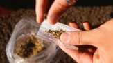 Riset: Semakin Banyak Mahasiswa AS yang Merokok Ganja