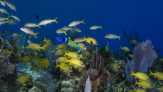 Ikan di Atlantik Berganti Kelamin Super Cepat, 10 Hari Saja