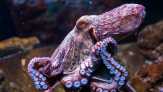 Kutu Laut dan Gurita Pasifik Muncul di Jakarta Aquarium