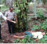 Tertimpa Buah Sawit, Karyawan Panen PT. PSA Rohul Tewas