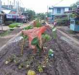 Sulit Dipercaya, Warga Tembilahan Berkebun di Tempat Seperti Ini