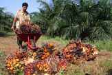 Petani Rohil Keluhkan Harga Sawit Merosot Tajam