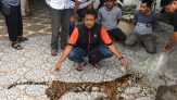 Pedagang Organ Harimau Sumatera Dibekuk Polda Riau.