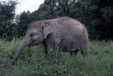 Seekor Gajah Liar Rusak Sawit Warga di Inhu
