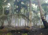 Kebakaran Kebun Kelapa Meluas, Pemkab Inhil Diminta Turun Tangan