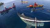 Hiu Paus Kembali Muncul di Perairan Gorontalo
