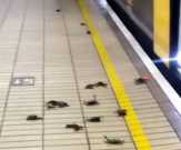 Puluhan Kepiting Serbu Stasiun Kereta